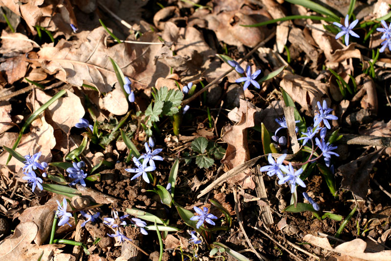 bulbosa del sottobosco - Scilla bifolia (Asparagceae)