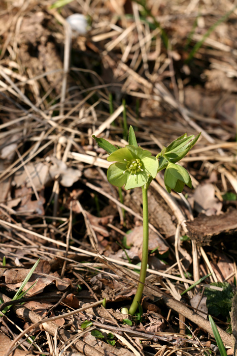 pianta con fiore verde - Helleborus viridis