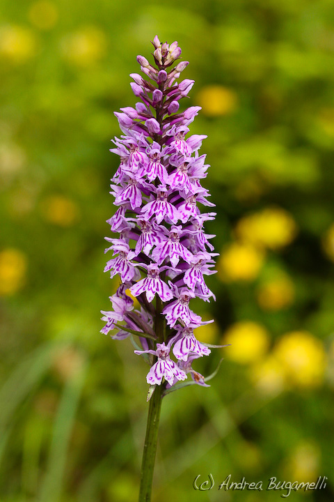 Dactylorhiza maculata subsp. fuchsii