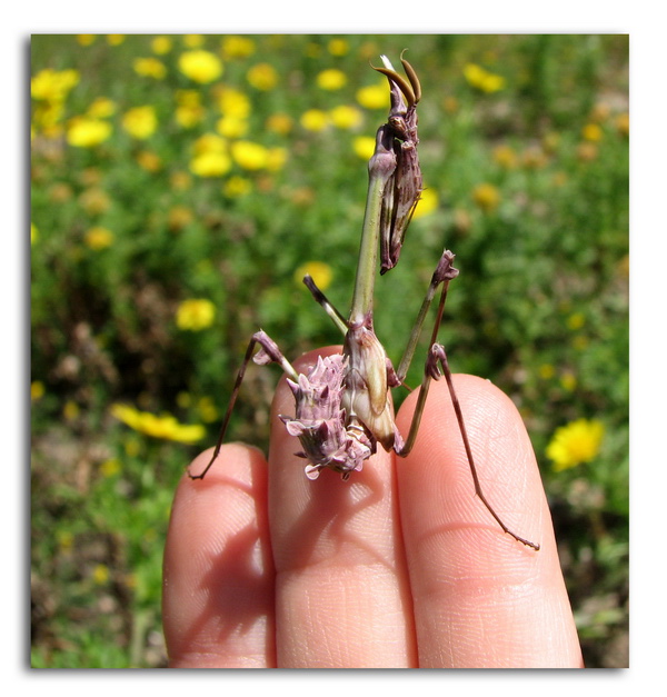 Empusa pennata