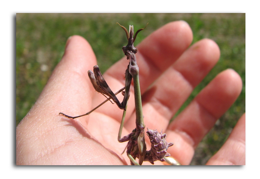 Empusa pennata