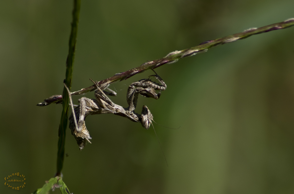 Ameles spallanzania e Iris oratoria