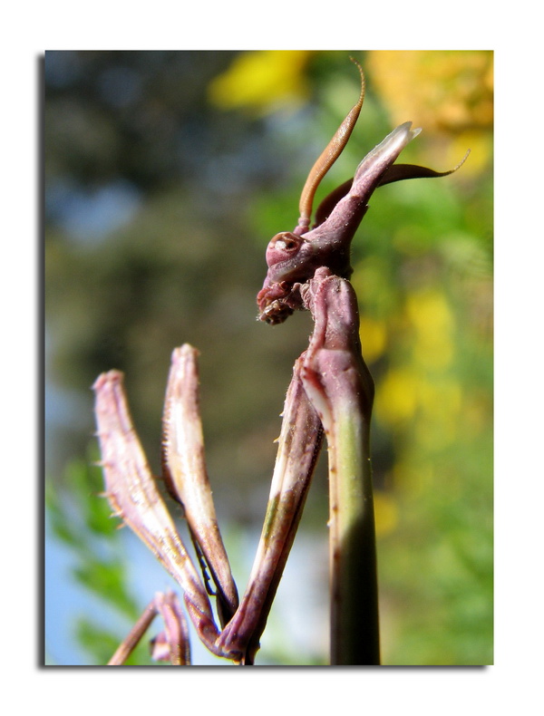 Empusa pennata