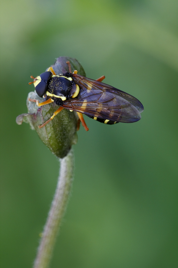 Xanthogramma citrofasciatum ♂ (Syrphidae)