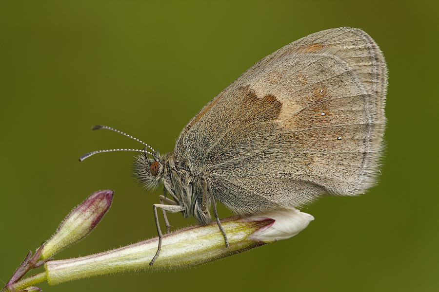 Aiuto identificazione farfalla - Coenonympha pamphilus