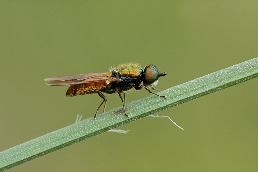 Chloromyia formosa  (Stratiomyidae)