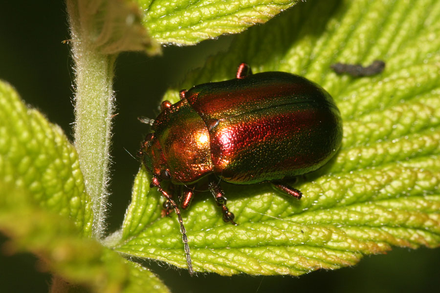 Chrysolina  dalle Dolomiti? Oreina speciosa