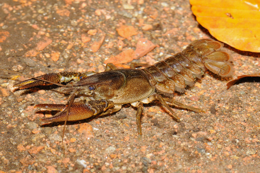 Gambero di fiume -  Austropotamobius pallipes