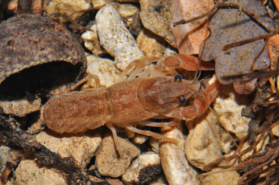 Gambero di fiume -  Austropotamobius pallipes