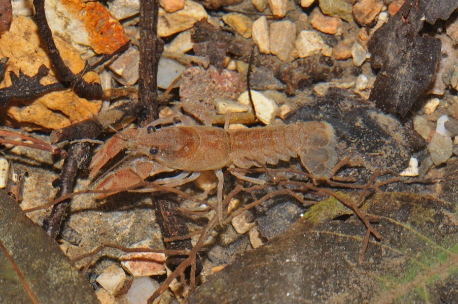 Gambero di fiume -  Austropotamobius pallipes