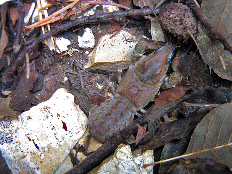 Gambero di fiume -  Austropotamobius pallipes