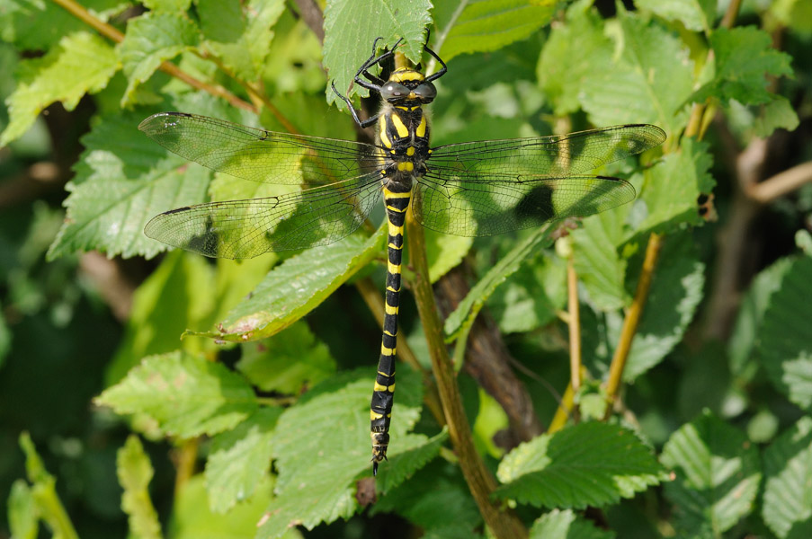 Cordulegaster boltonii femmina