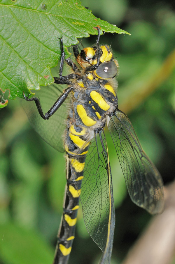 Cordulegaster boltonii femmina