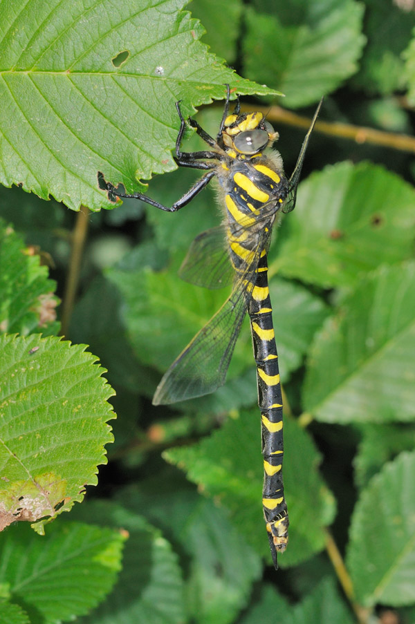 Cordulegaster boltonii femmina