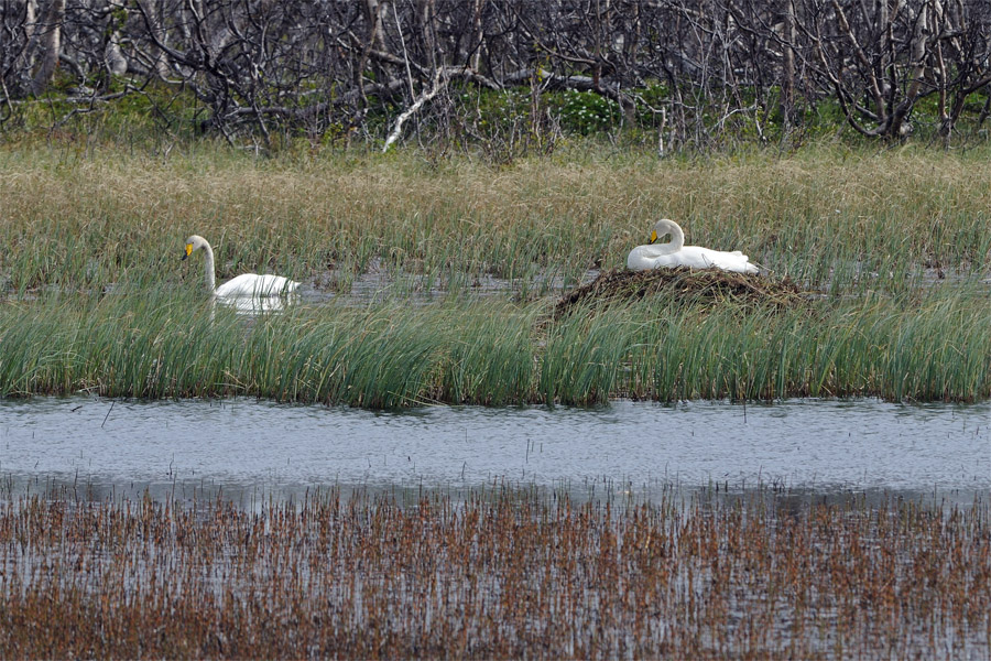 Cigno selvatico lappone