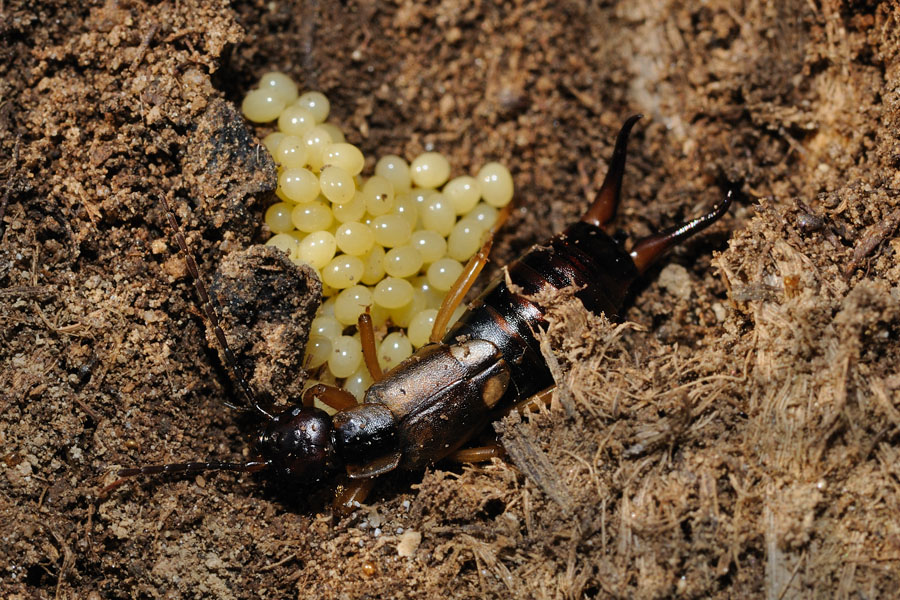 Euborellia moesta maschio