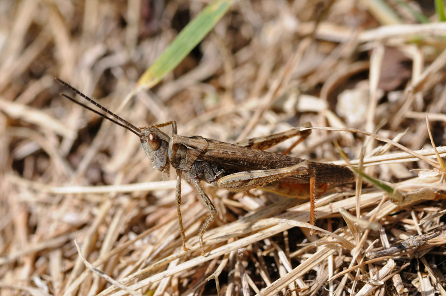 Glyptobothrus brunneus (foto e canto)