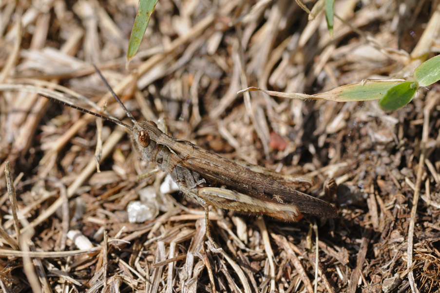 Glyptobothrus brunneus (foto e canto)