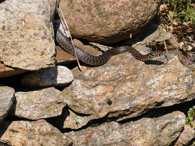 Biacco (Hierophis viridiflavus)