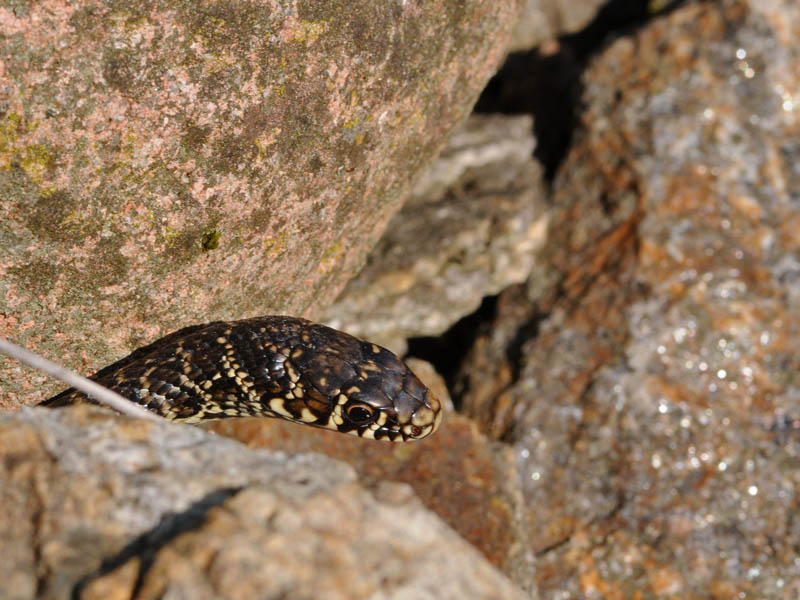 Biacco (Hierophis viridiflavus)