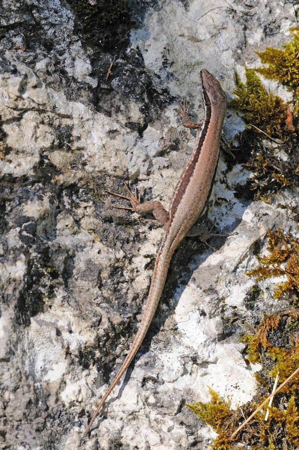 Lucertola di Horvath?  No,  Podarcis muralis!