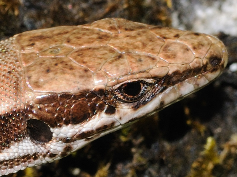 Lucertola di Horvath?  No,  Podarcis muralis!