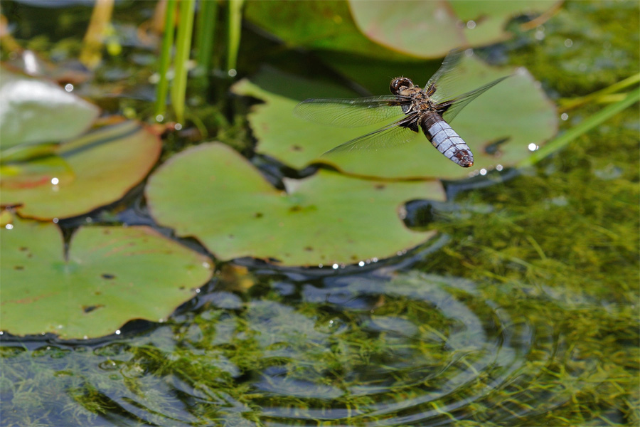 Libellula depressa - femmina androcroma in deposizione