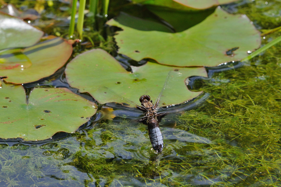 Libellula depressa - femmina androcroma in deposizione