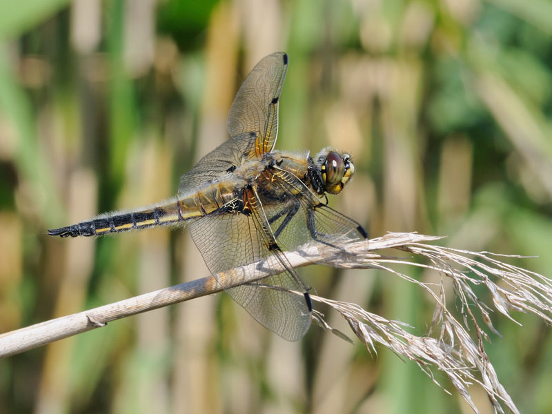 Libellula quadrimaculata finlandese