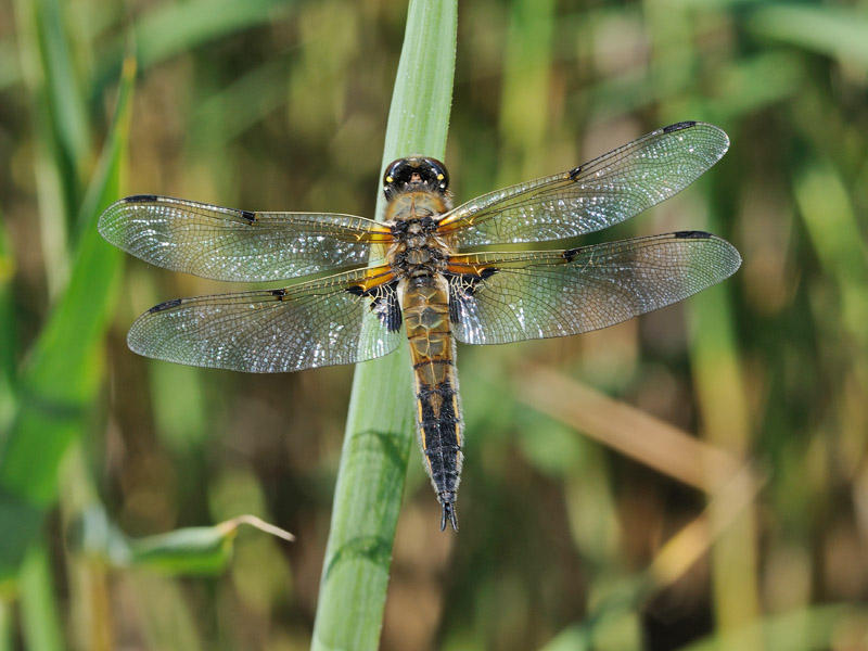 Libellula quadrimaculata finlandese