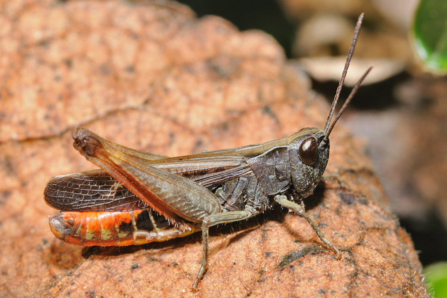 Omocestus rufipes, maschio e femmina