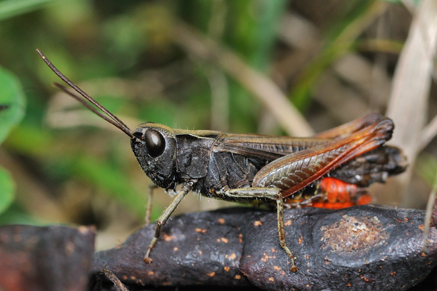 Omocestus rufipes, maschio e femmina