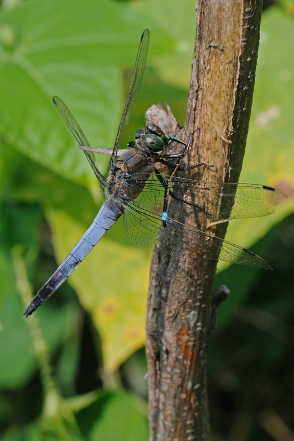 Predazione di Orthetrum cancellatum su Ischnura elegans