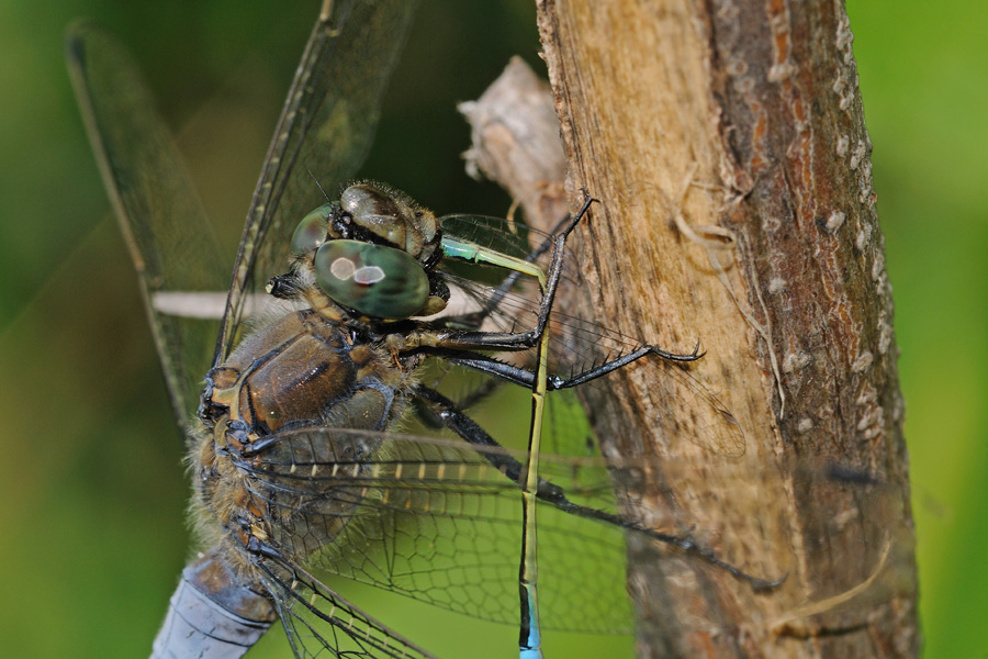 Predazione di Orthetrum cancellatum su Ischnura elegans