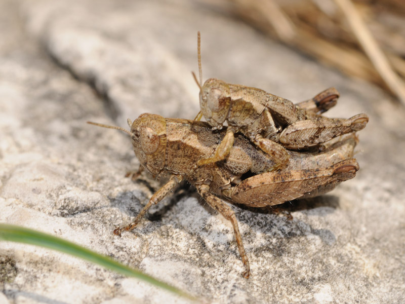 Coppia di Pezotettix giornae