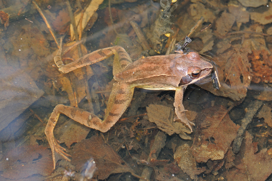 Rana dalmatina