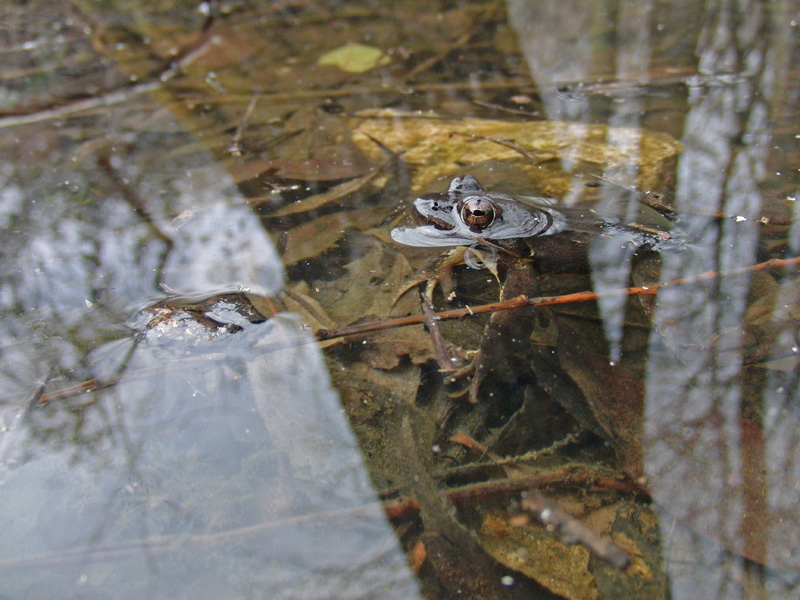 Rana dalmatina