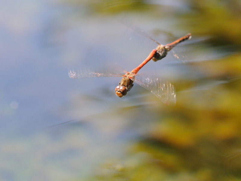 Sympetrum striolatum