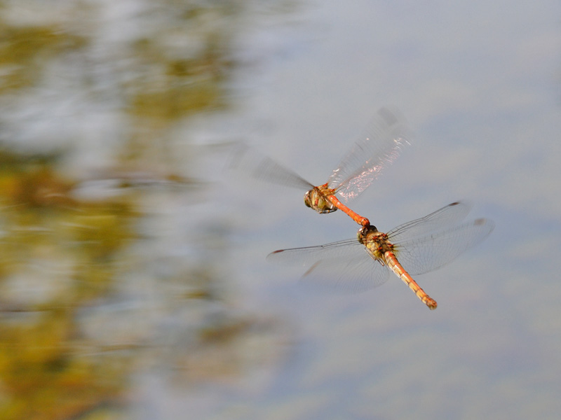 Sympetrum striolatum