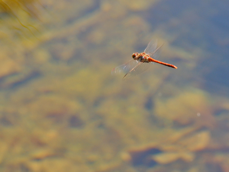 Sympetrum striolatum