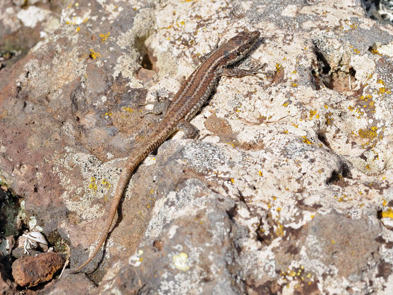 Teira dugesii - Lucertola di Madeira