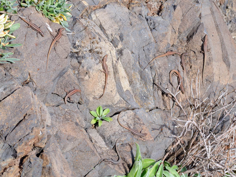 Teira dugesii - Lucertola di Madeira