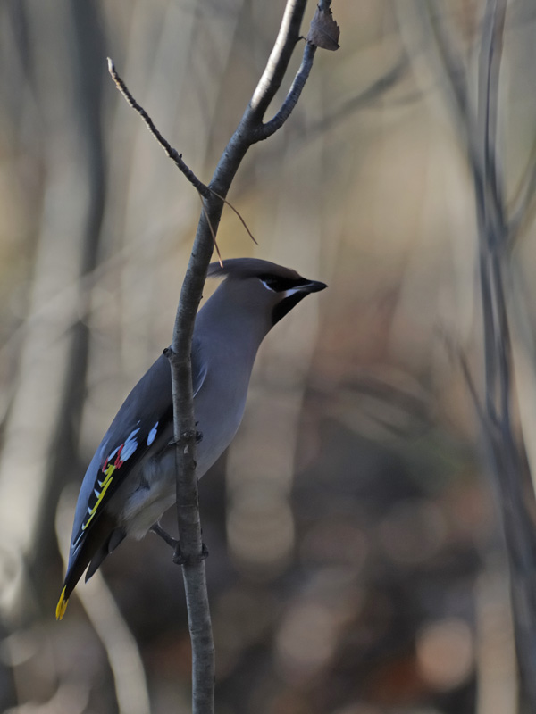 avifauna di helsinki