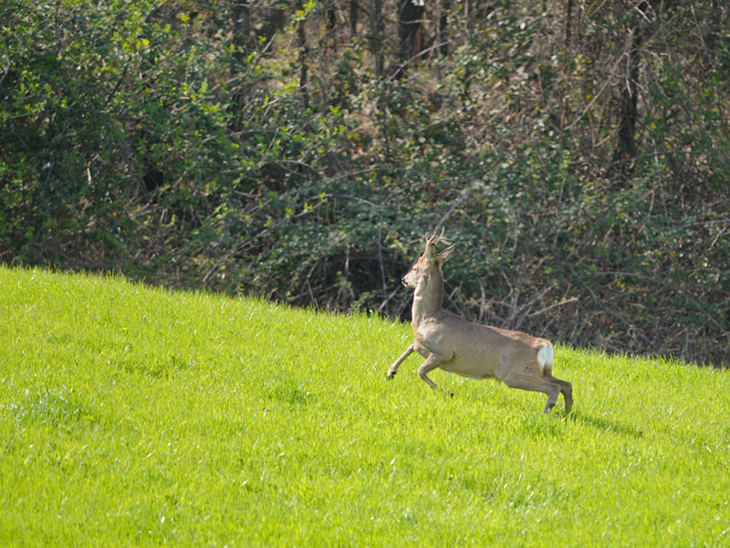 Il Capriolo