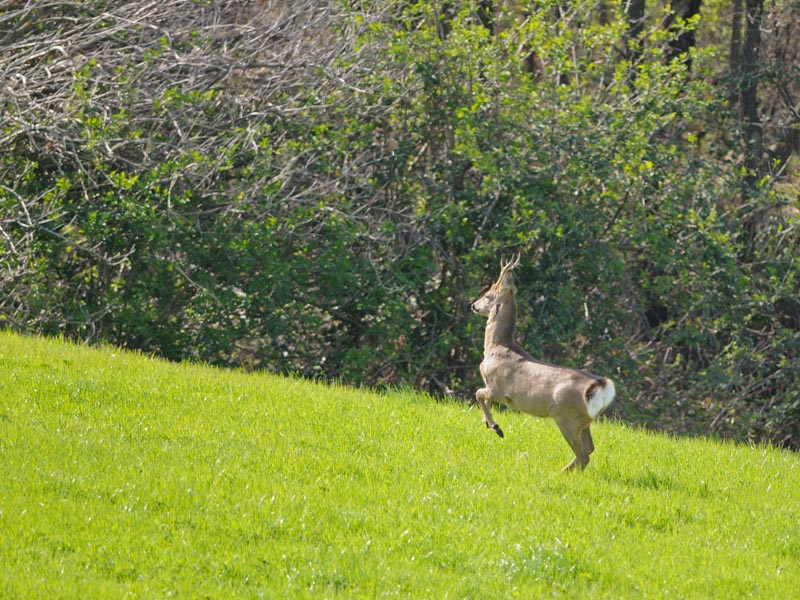 Il Capriolo