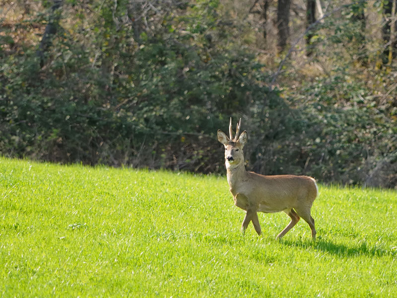 Il Capriolo