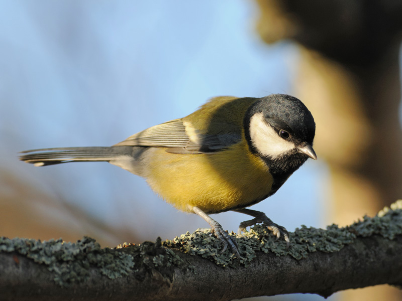 avifauna di helsinki