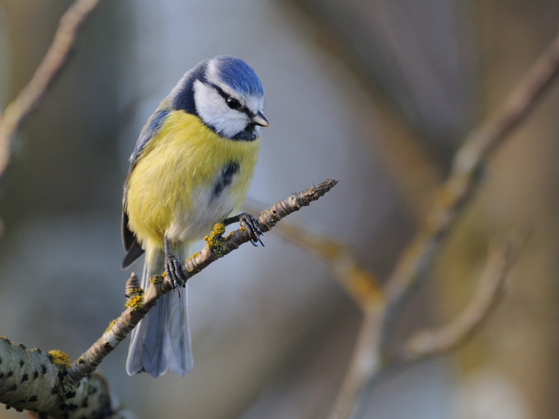 avifauna di helsinki