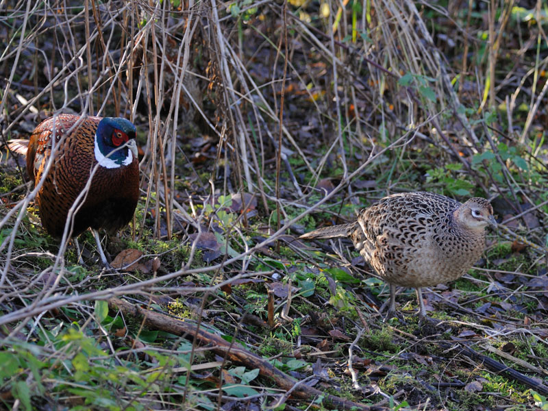 avifauna di helsinki