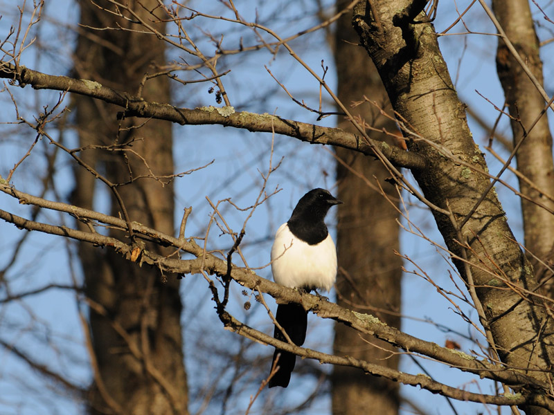 avifauna di helsinki